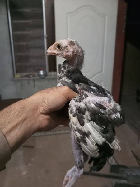 cheena Aseel chicks for sale 3