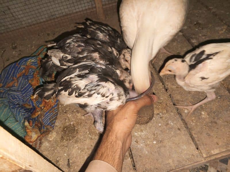 cheena Aseel chicks for sale 5