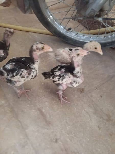 cheena Aseel chicks for sale 7