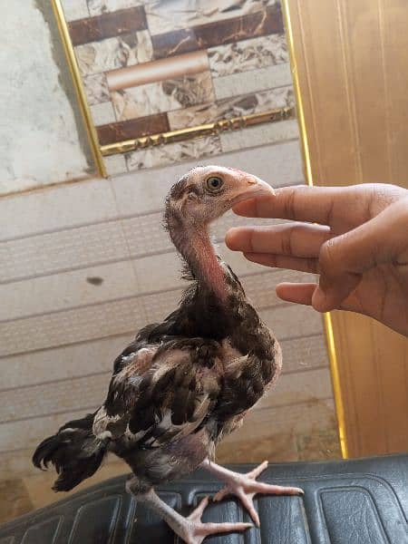 cheena Aseel chicks for sale 9