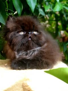 Super Piki Face Kitten/Male/Yet Black/High Quality/Cats/Kittens