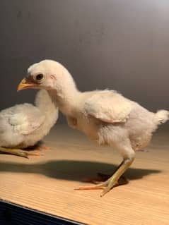 Heera Aseel Chicks
