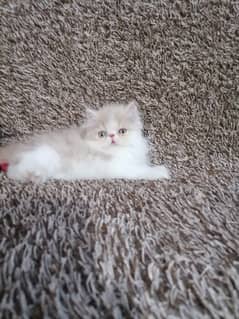 Super Piki Face Kitten/Cats/Bicolor/Male/Female/High Quality