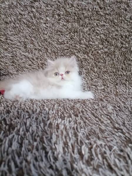 Super Piki Face Kitten/Cats/Bicolor/Male/Female/High Quality 2