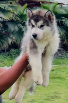 Alaskan Malamute High Breed/Dog Puppies/Male Female/Available 0