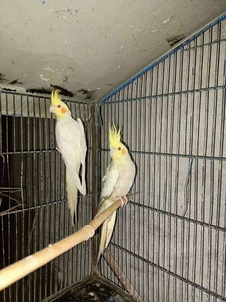 cocktail parrots red eyes handtame breeder pairs 2