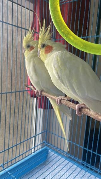 cocktail parrots red eyes handtame breeder pairs 3