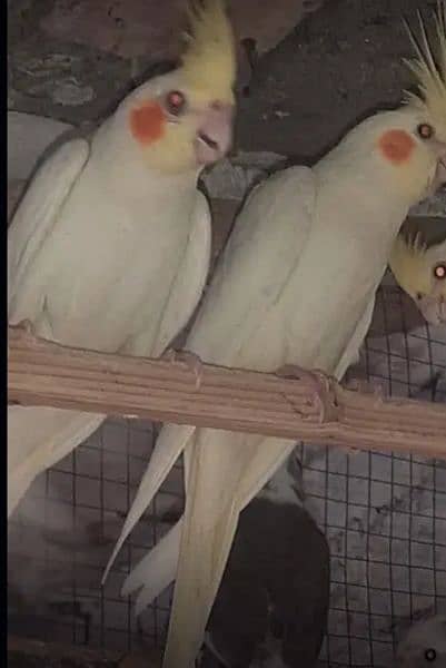 cocktail parrots red eyes handtame breeder pairs 7