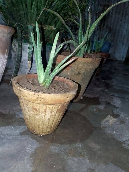 Aloe vera plants 3