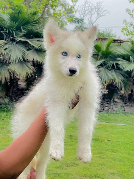 Siberian Husky Puppies/Male/Female/High Quality Dog wooly coated 1