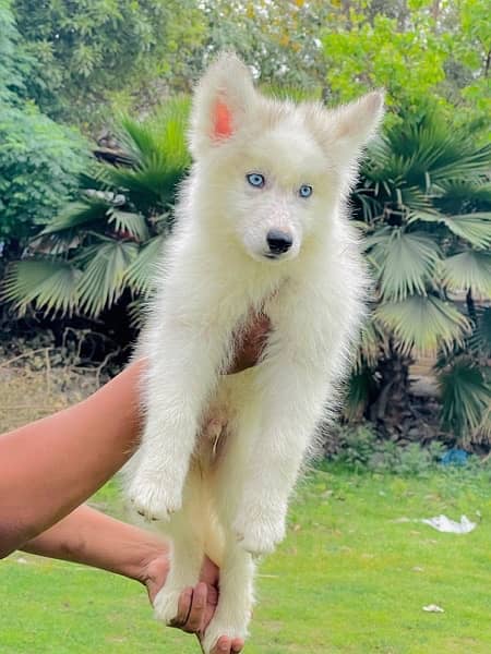 Siberian Husky Puppies/Male/Female/High Quality Dog wooly coated 2