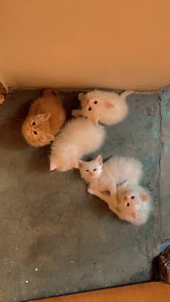 Persion Kittens
