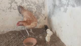 Aseel  Hen with Chicks.