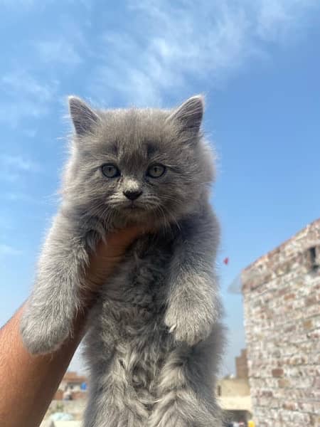 Persian Triple Coated Kittens for Sale 0