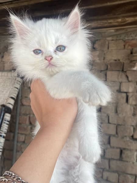 Persian Triple Coated Kittens for Sale 1