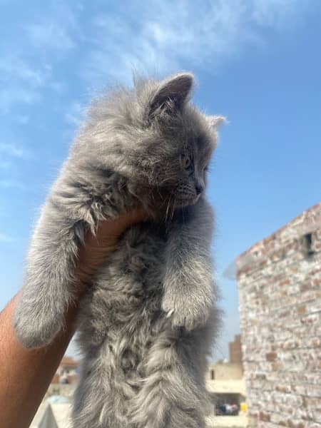 Persian Triple Coated Kittens for Sale 2