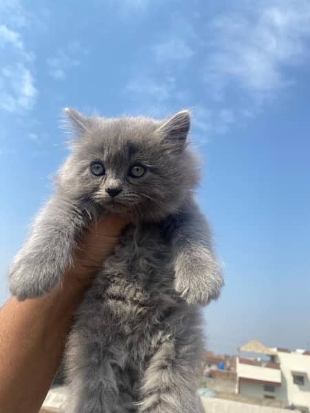 Persian Triple Coated Kittens for Sale 3