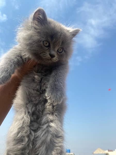 Persian Triple Coated Kittens for Sale 5