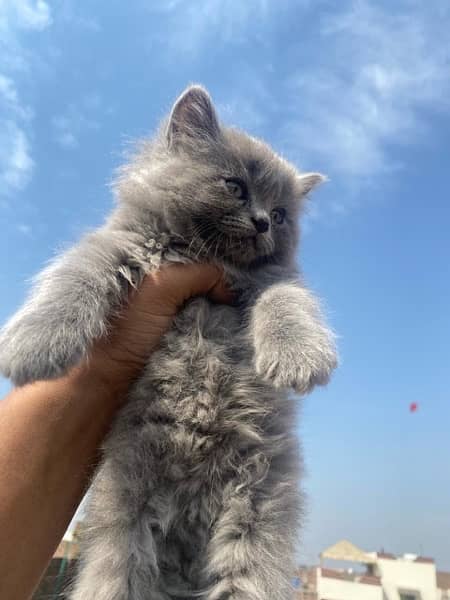 Persian Triple Coated Kittens for Sale 7