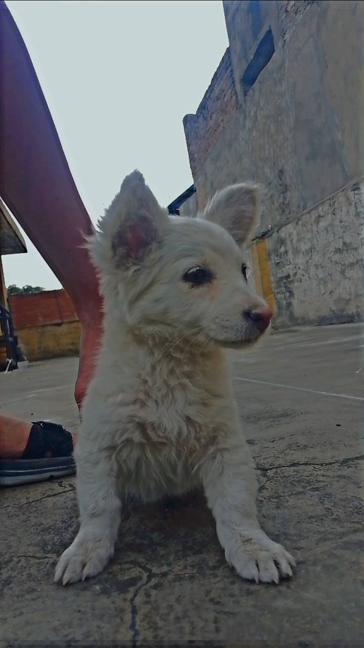Russian female puppy urgent sale 0