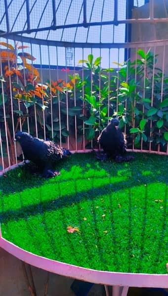 fancy pigeons available 0