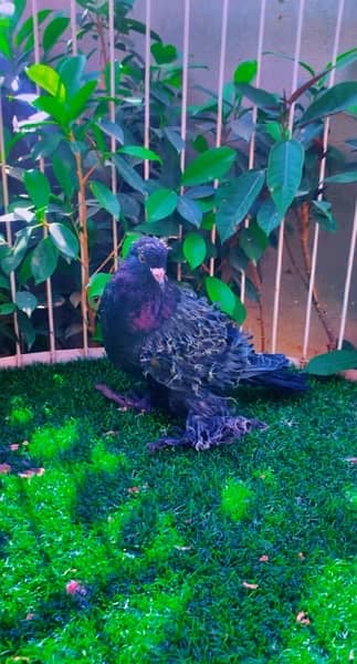 fancy pigeons available 1