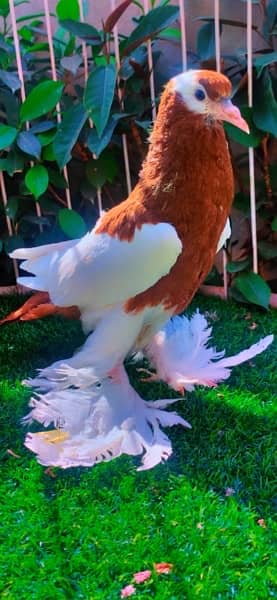 fancy pigeons available 2