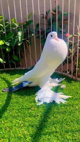 fancy pigeons available 3