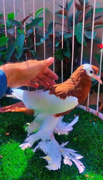 fancy pigeons available 4