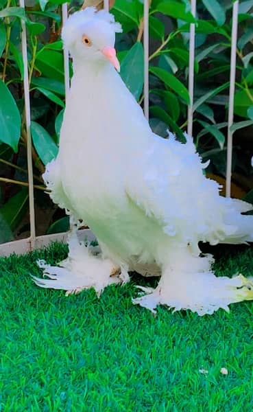 fancy pigeons available 5
