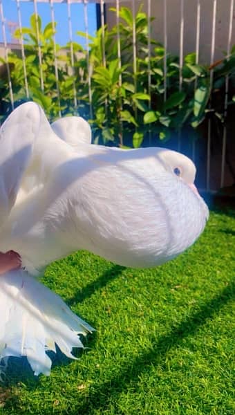 fancy pigeons available 6
