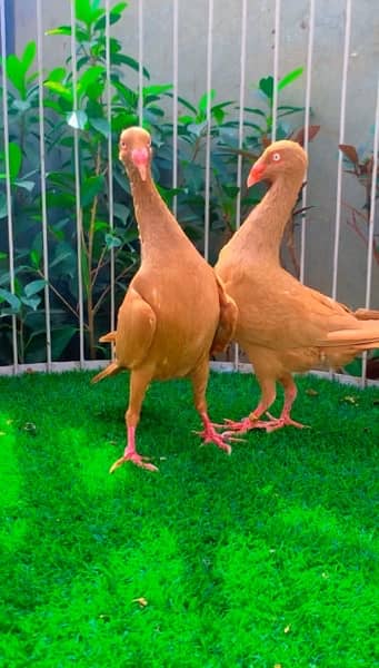 fancy pigeons available 7