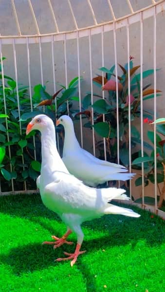 fancy pigeons available 8