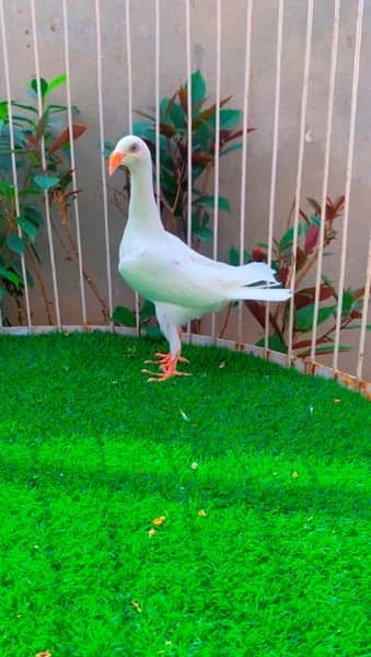 fancy pigeons available 9