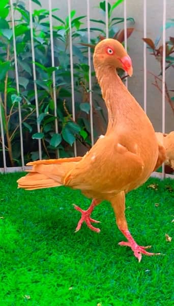 fancy pigeons available 10