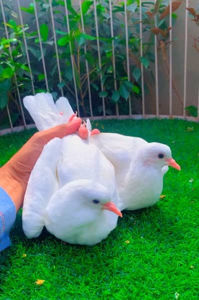 fancy pigeons available 11