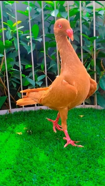fancy pigeons available 12