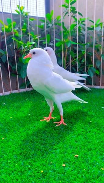 fancy pigeons available 13