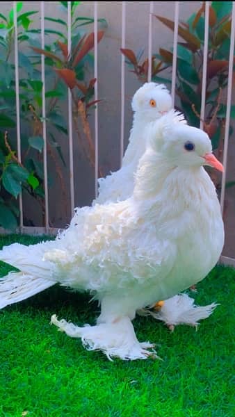 fancy pigeons available 14