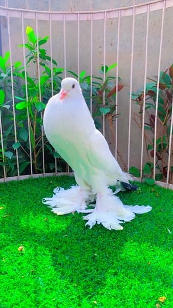 fancy pigeons available 16
