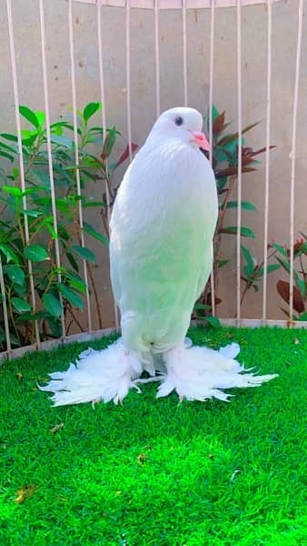fancy pigeons available 17