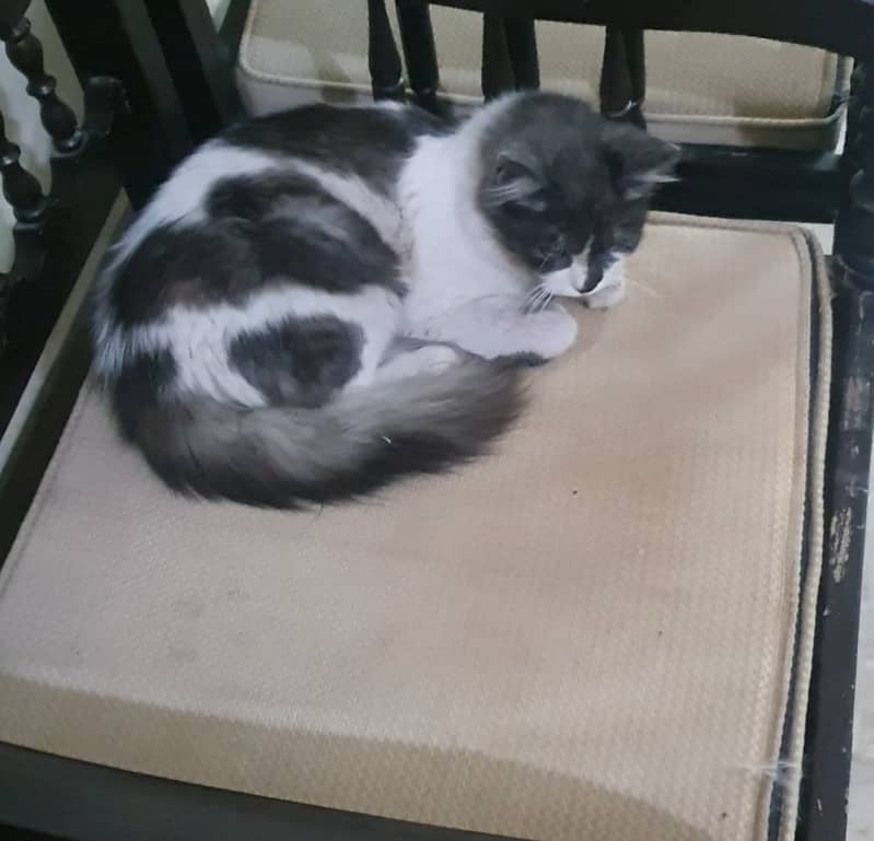 Semi Persian male cat 0