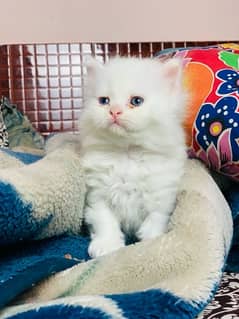 Persian Kittens Pair For Sale