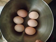 Fancy Hens & Eggs & Ayam Cemani Grey tongue fertile eggs