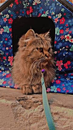 Siberian Cat for sale