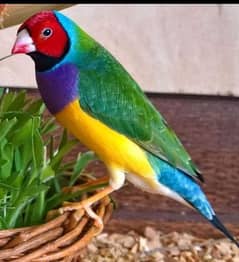 Common Gouldian finch available for new home