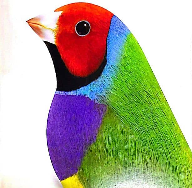 Common Gouldian finch available for new home 1