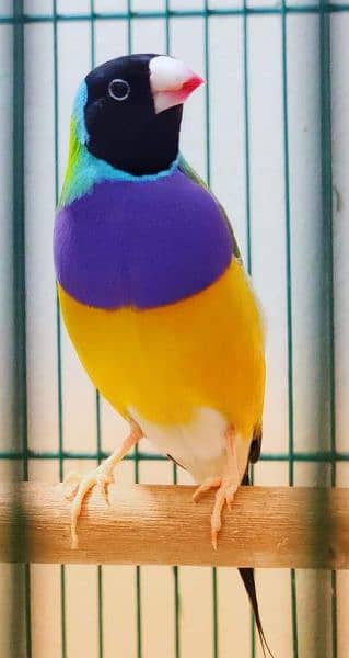 Common Gouldian finch available for new home 2