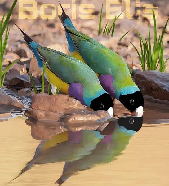 Common Gouldian finch available for new home 3