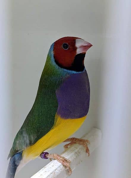 Common Gouldian finch available for new home 4